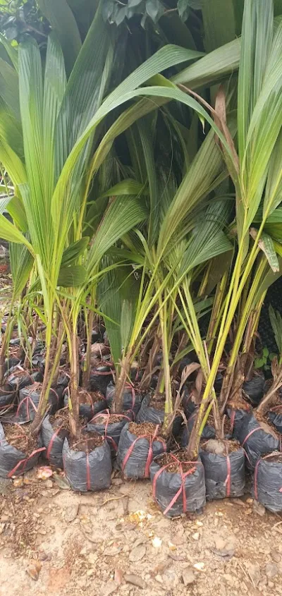 giống cây trồng hà nhím - cửa hàng bán buôn cây cảnh