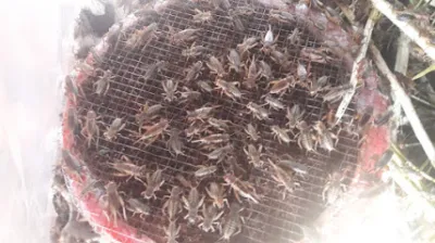 giống cây xương khỉ - cửa hàng bán buôn cây cảnh