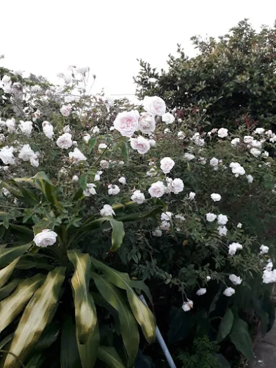 giống gia cầm ha nguyen kon tum - trại gia cầm