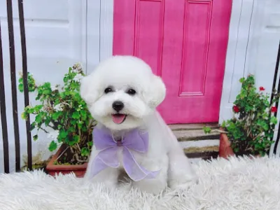 gumi pet shop 구미펫 - 宠物店 - dịch vụ chăm sóc thú nuôi