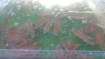 hải sản dung thúy - cửa hàng hải sản khô