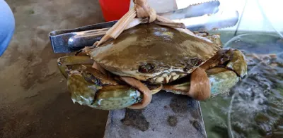 hải sản quý nam - chợ hải sản