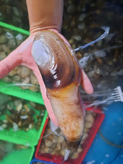 hải sản tươi sống quận phú nhuận - nhà bán buôn hải sản