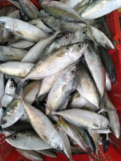 hải sản tươi sống sóc trăng-đức đức - nhà bán buôn hải sản