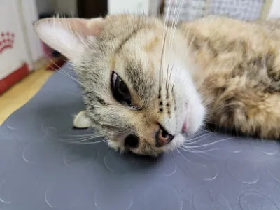 hanoi petcare - bác sĩ thú y