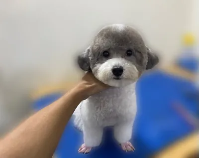 hello pet shop & spa - tiệm làm đẹp chó mèo giá rẻ - dịch vụ chăm sóc thú nuôi