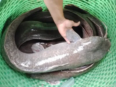 hồ câu cá giải trí chí tài - câu lạc bộ câu cá