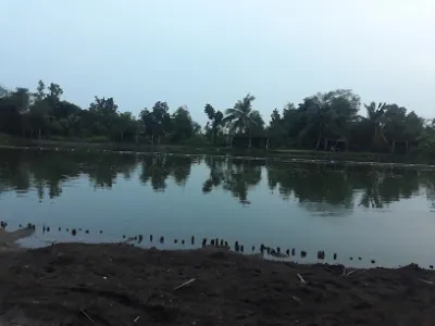hồ câu cá hàng tre quận 9 - nhà hàng