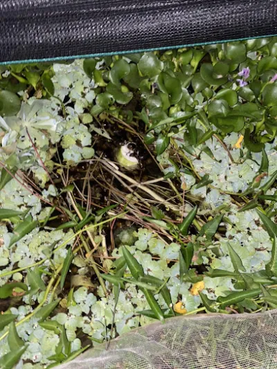 hồ câu cá quân phát - quán cà phê