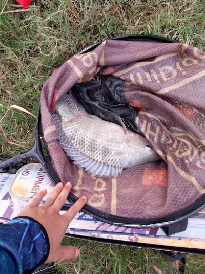 hồ câu dịch vụ đạteh - trại câu cá