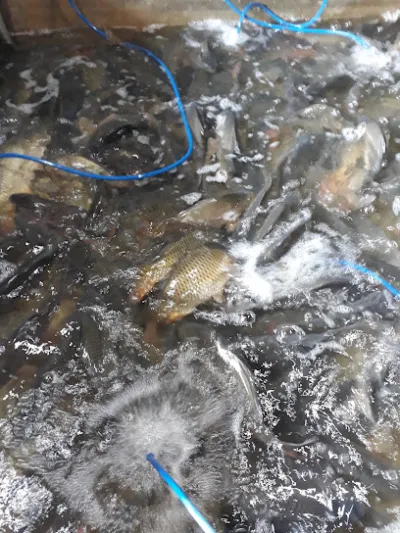 hồ câu phượng nguyễn - câu lạc bộ câu cá