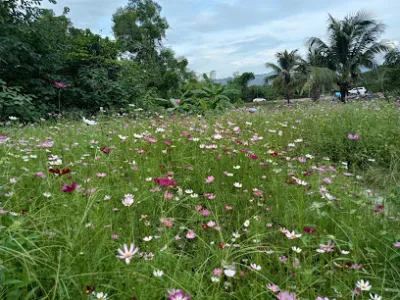 hồ câu trường hải - sân chơi