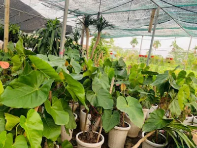 hoa đô xanh - dịch vụ cây cảnh