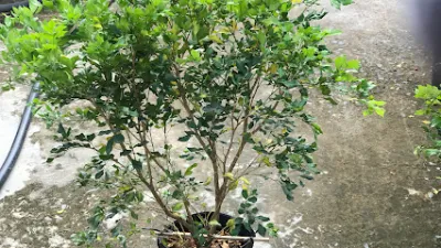 hoa kiểng bạn tôi - cửa hàng bán buôn cây cảnh