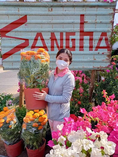 hoa kiểng cây trồng sang hạ - cửa hàng bán buôn cây cảnh