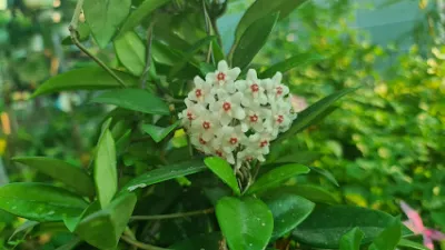 hoa kiểng dung garden - dịch vụ cây cảnh