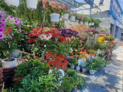 hoa kiểng mai trang - trung tâm cây cảnh