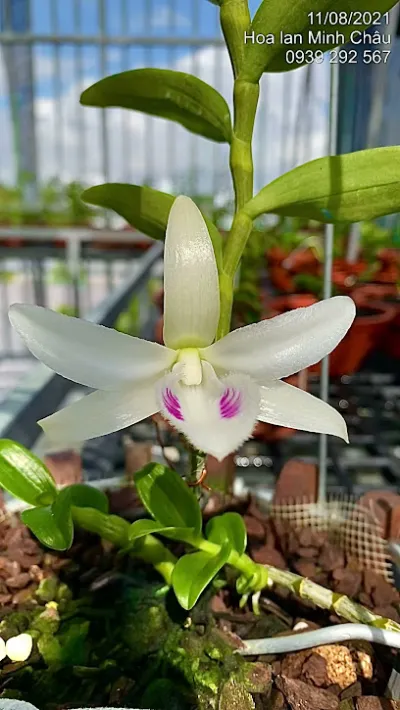 hoa kiểng minh châu - cửa hàng bán buôn cây cảnh