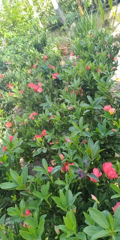 hoa kiểng phương thảo - cửa hàng bán buôn cây cảnh