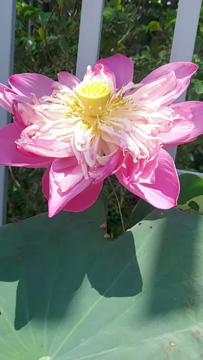 hoa kiểng thiên phát - cửa hàng bán buôn cây cảnh