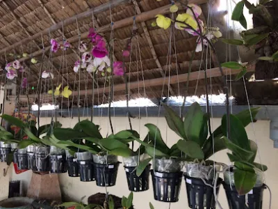 hoa lan cây kiểng sơn - trung tâm cây cảnh