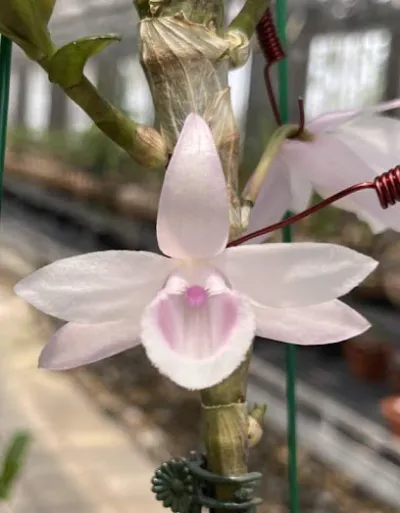 hoa lan hươngcảnh - cửa hàng bán buôn hoa