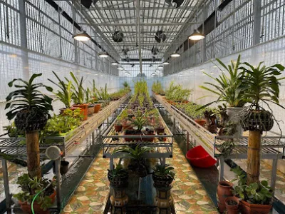 hoa lan tạ quyên - cửa hàng hoa