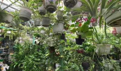 hội làm vườn quận hải châu - vườn văn hoàng - cửa hàng hoa