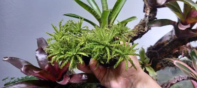 kin aqua - cửa hàng cá cảnh