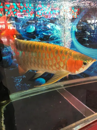 lò rượu sáu hải - quán rượu