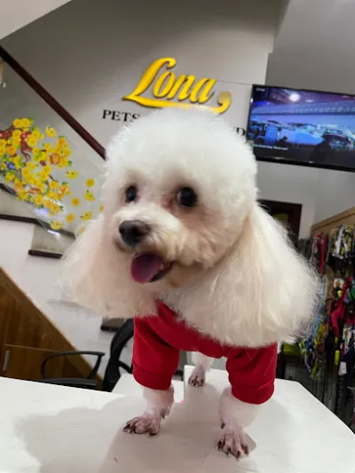 lona pets - dịch vụ chăm sóc thú nuôi
