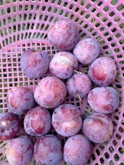 mận tam hoa bắc hà - chợ bán buôn nông sản