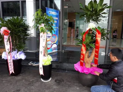 mạnh hùng - chuyên: cây công trình, cây nội thất. tiểu cảnh sân vườn - trung tâm mua sắm