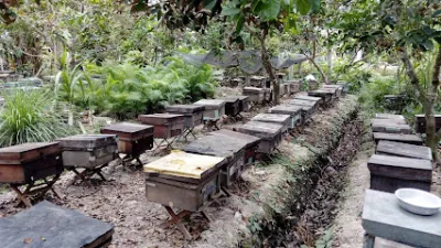 mật ong nguyên chất - cửa hàng thực phẩm thiên nhiên