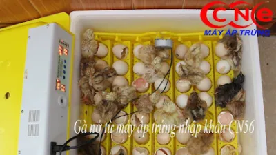 máy ấp trứng cne - nhà sản xuất máy móc máy ấp trứng cne - nhà sản xuất máy móc