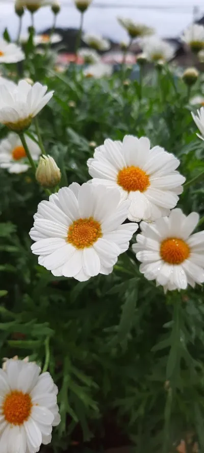 may may garden - cửa hàng bán buôn cây cảnh