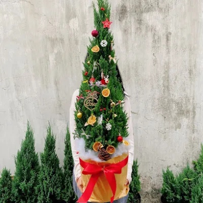 min garden - cây xanh văn phòng - cửa hàng bán buôn cây cảnh min garden - cây xanh văn phòng - cửa hàng bán buôn cây cảnh