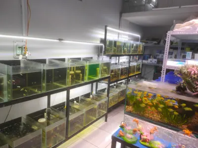 minh aquarium - cửa hàng cá cảnh
