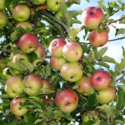 mobifone yên bái - nhà cung cấp dịch vụ viễn thông