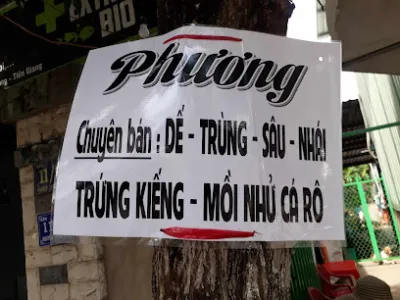 mồi câu cá phương - cửa hàng bán mồi câu cá