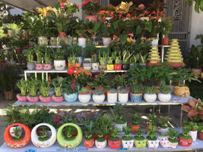 môi trường cây cảnh giới hiên - cửa hàng bán buôn cây cảnh