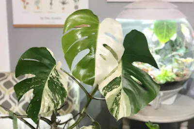 monstera vietnam - cây kiểng lá, giá tại vườn - cửa hàng bán buôn cây cảnh