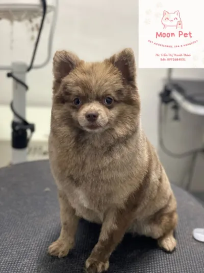 moon pet spa & homestay ( tiệm chăm sóc thú cưng trong hẻm) - dịch vụ trông thú cưng