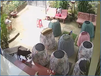 mùng nuôi gà đá đức an giang - cửa hàng