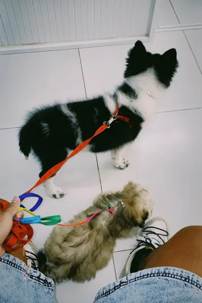 new pet hospital  spa - bệnh viện thú y