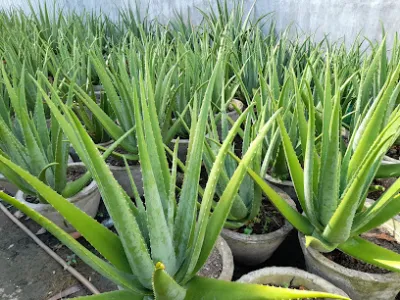 nha đam vĩnh xuân - cửa hàng bán buôn cây cảnh