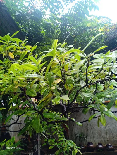 nhà hàng ẩm thực việt - nhà hàng