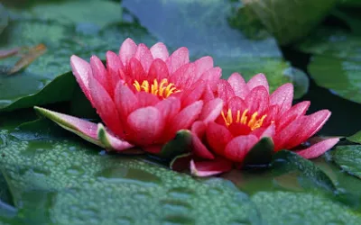 nhà hàng canh cá rô - nhà hàng