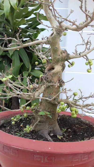 nhà hàng tiệc cưới dĩ an bình dương - nhà hàng