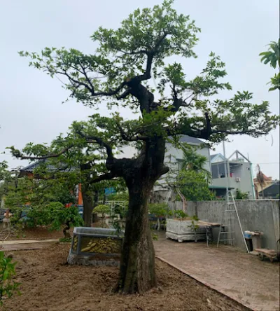 nhà vườn. cây cảnh .minh an - cửa hàng hoa